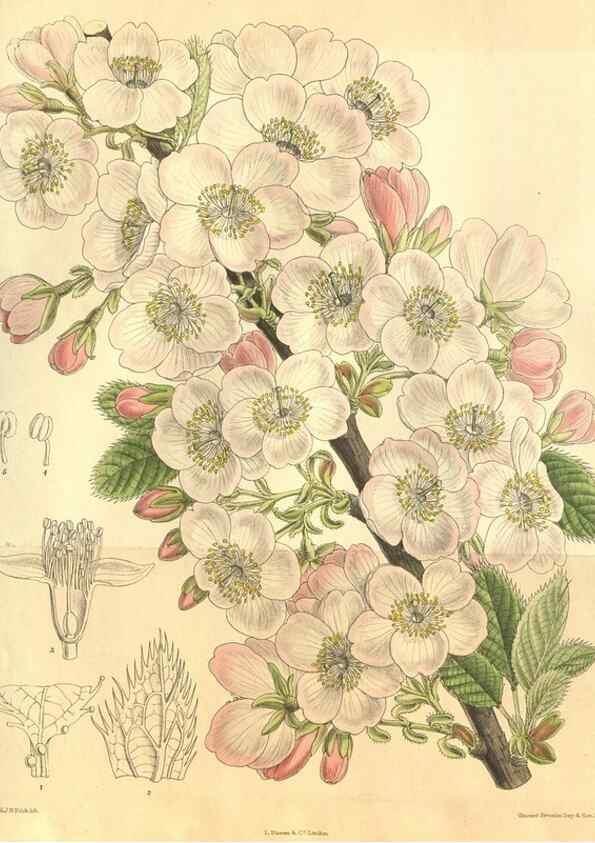 Reproducción/Reproduction 35585225110: Curtis's botanical magazine.. London ; New York [etc.] :Academic Press [etc.]