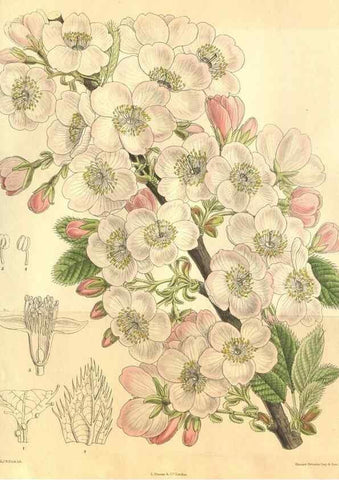 Reproducción/Reproduction 35585225110: Curtis's botanical magazine.. London ; New York [etc.] :Academic Press [etc.]