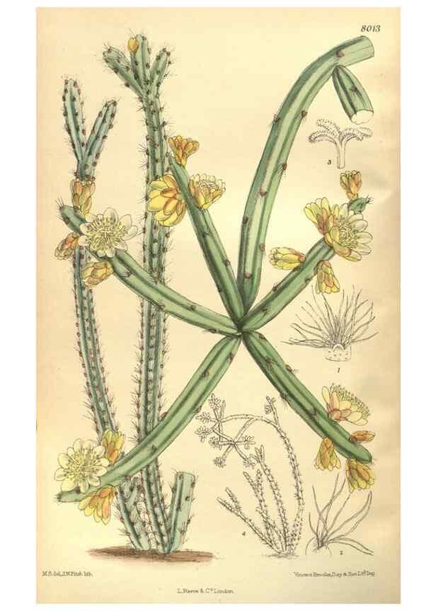 Reproducción/Reproduction 35585227290: Curtis's botanical magazine.. London ; New York [etc.] :Academic Press [etc.]