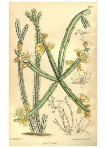 Reproducción/Reproduction 35585227290: Curtis's botanical magazine.. London ; New York [etc.] :Academic Press [etc.]