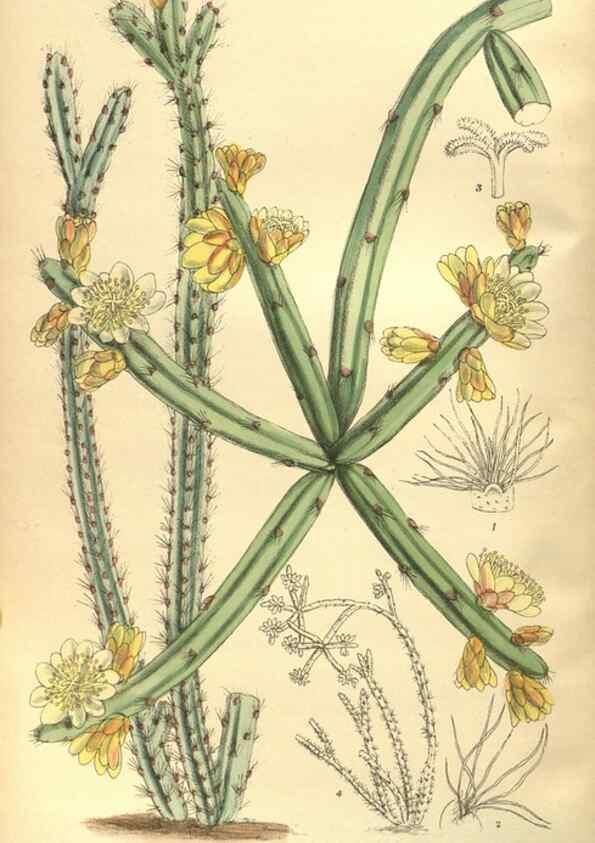 Reproducción/Reproduction 35585227290: Curtis's botanical magazine.. London ; New York [etc.] :Academic Press [etc.]