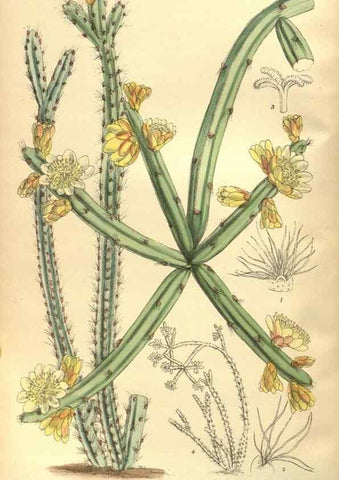 Reproducción/Reproduction 35585227290: Curtis's botanical magazine.. London ; New York [etc.] :Academic Press [etc.]