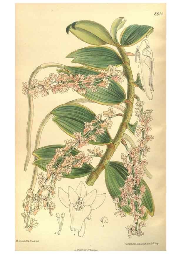 Reproducción/Reproduction 35841581141: Curtis's botanical magazine.. London ; New York [etc.] :Academic Press [etc.]