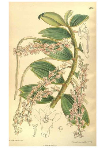 Reproducción/Reproduction 35841581141: Curtis's botanical magazine.. London ; New York [etc.] :Academic Press [etc.]
