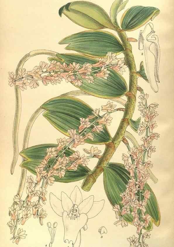 Reproducción/Reproduction 35841581141: Curtis's botanical magazine.. London ; New York [etc.] :Academic Press [etc.]