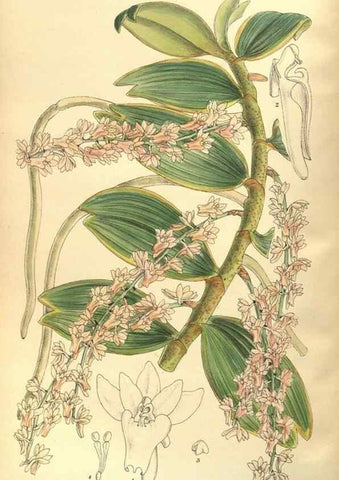 Reproducción/Reproduction 35841581141: Curtis's botanical magazine.. London ; New York [etc.] :Academic Press [etc.]