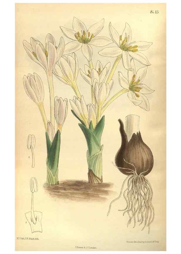 Reproducción/Reproduction 35585232050: Curtis's botanical magazine.. London ; New York [etc.] :Academic Press [etc.]