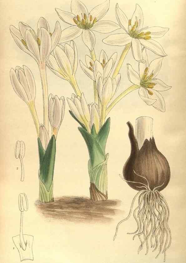 Reproducción/Reproduction 35585232050: Curtis's botanical magazine.. London ; New York [etc.] :Academic Press [etc.]
