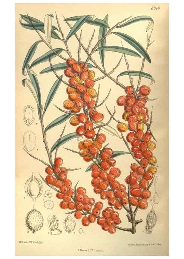 Reproducción/Reproduction 35585235160: Curtis's botanical magazine.. London ; New York [etc.] :Academic Press [etc.]