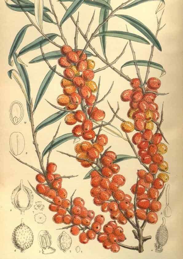 Reproducción/Reproduction 35585235160: Curtis's botanical magazine.. London ; New York [etc.] :Academic Press [etc.]