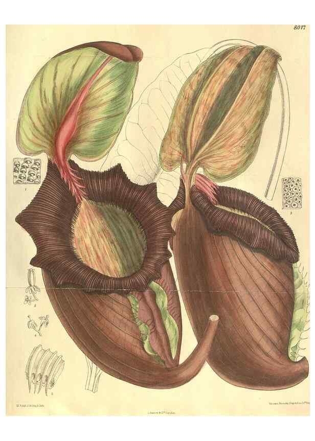Reproducción/Reproduction 35134369584: Curtis's botanical magazine.. London ; New York [etc.] :Academic Press [etc.]