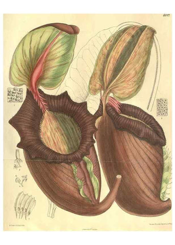 Reproducción/Reproduction 35134369584: Curtis's botanical magazine.. London ; New York [etc.] :Academic Press [etc.]