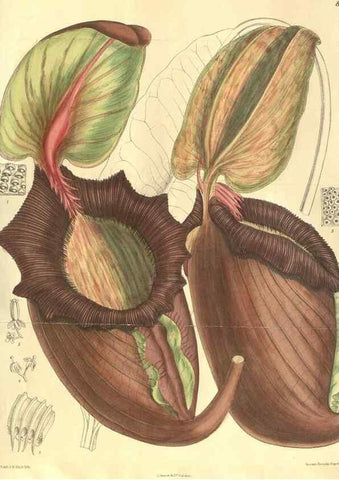 Reproducción/Reproduction 35134369584: Curtis's botanical magazine.. London ; New York [etc.] :Academic Press [etc.]