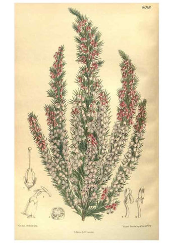 Reproducción/Reproduction 35974315945: Curtis's botanical magazine.. London ; New York [etc.] :Academic Press [etc.]