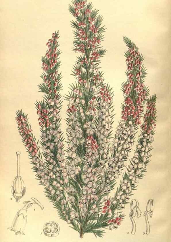 Reproducción/Reproduction 35974315945: Curtis's botanical magazine.. London ; New York [etc.] :Academic Press [etc.]