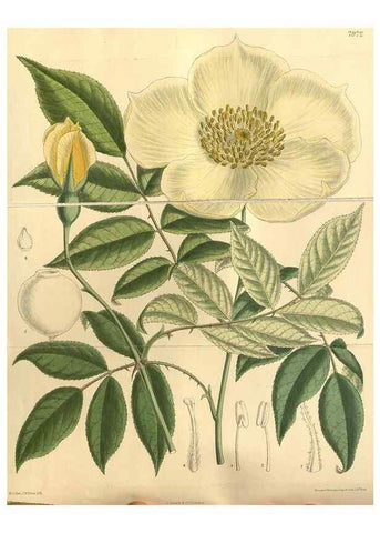 Reproducción/Reproduction 35164052723: Curtis's botanical magazine.. London ; New York [etc.] :Academic Press [etc.]