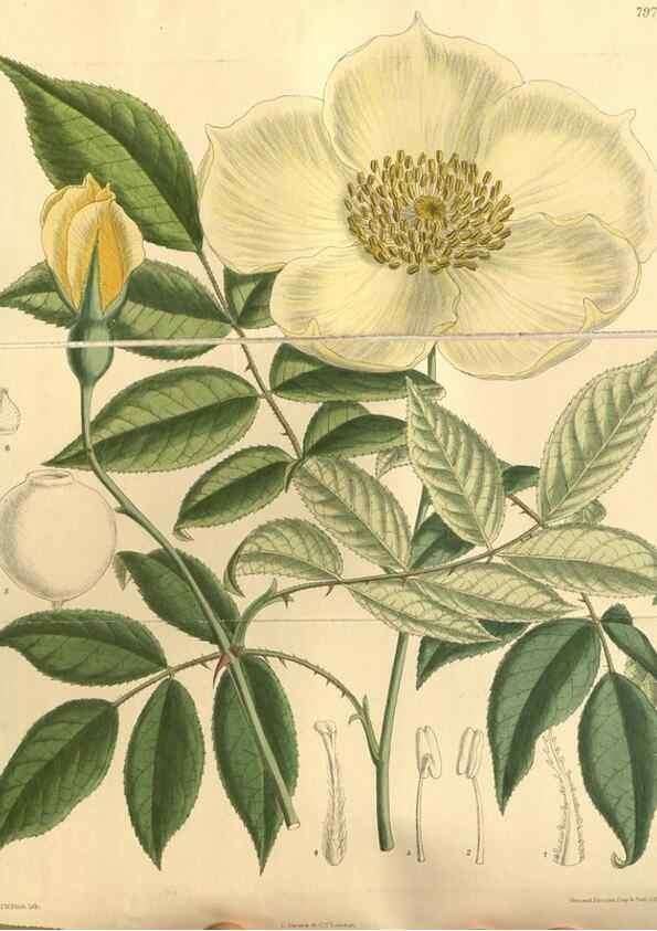 Reproducción/Reproduction 35164052723: Curtis's botanical magazine.. London ; New York [etc.] :Academic Press [etc.]