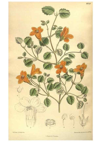 Reproducción/Reproduction 35974317195: Curtis's botanical magazine.. London ; New York [etc.] :Academic Press [etc.]