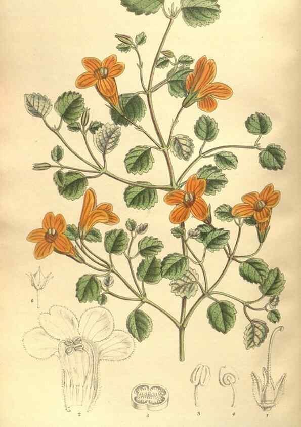 Reproducción/Reproduction 35974317195: Curtis's botanical magazine.. London ; New York [etc.] :Academic Press [etc.]