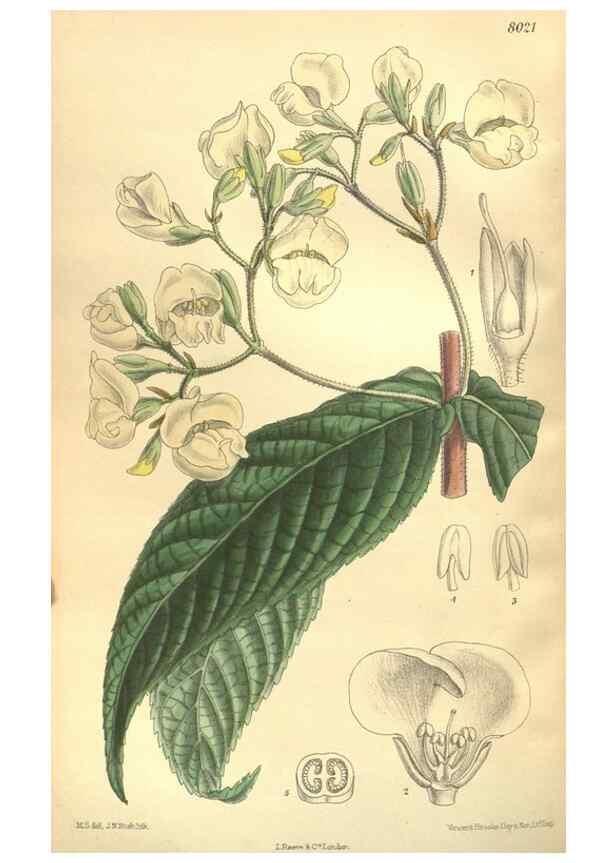 Reproducción/Reproduction 35585245320: Curtis's botanical magazine.. London ; New York [etc.] :Academic Press [etc.]