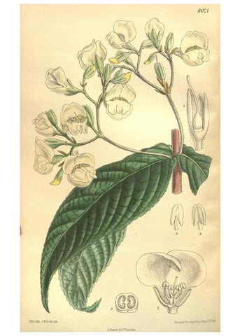 Reproducción/Reproduction 35585245320: Curtis's botanical magazine.. London ; New York [etc.] :Academic Press [etc.]