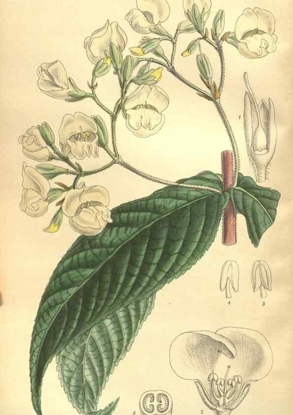 Reproducción/Reproduction 35585245320: Curtis's botanical magazine.. London ; New York [etc.] :Academic Press [etc.]