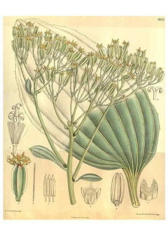 Reproducción/Reproduction 35585246760: Curtis's botanical magazine.. London ; New York [etc.] :Academic Press [etc.]