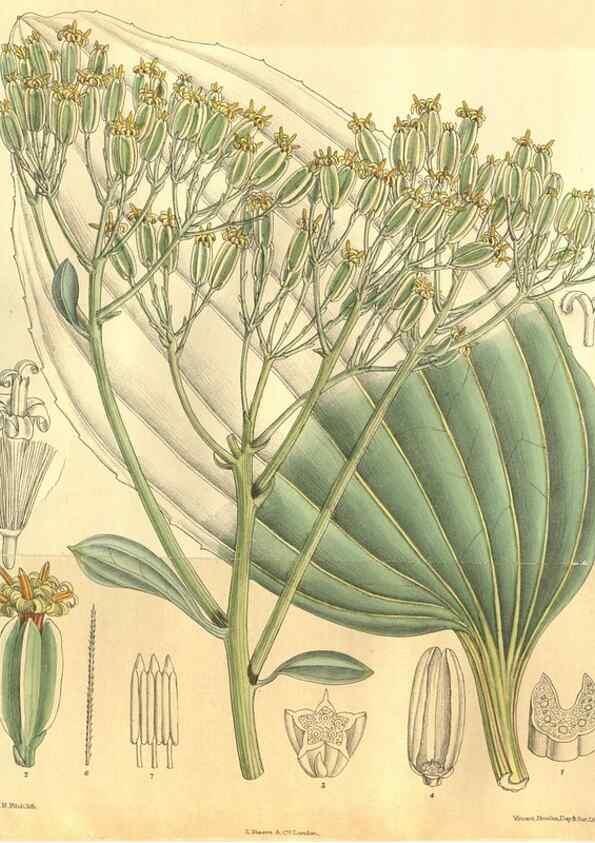 Reproducción/Reproduction 35585246760: Curtis's botanical magazine.. London ; New York [etc.] :Academic Press [etc.]