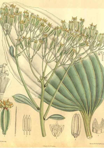 Reproducción/Reproduction 35585246760: Curtis's botanical magazine.. London ; New York [etc.] :Academic Press [etc.]