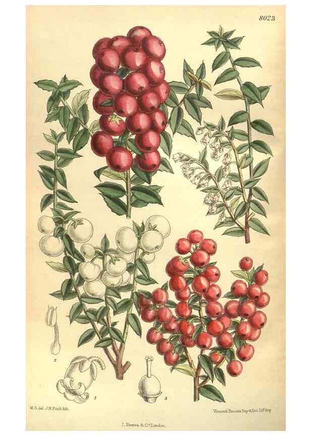 Reproducción/Reproduction 35803506112: Curtis's botanical magazine.. London ; New York [etc.] :Academic Press [etc.]