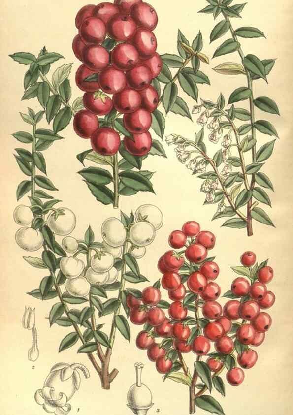 Reproducción/Reproduction 35803506112: Curtis's botanical magazine.. London ; New York [etc.] :Academic Press [etc.]