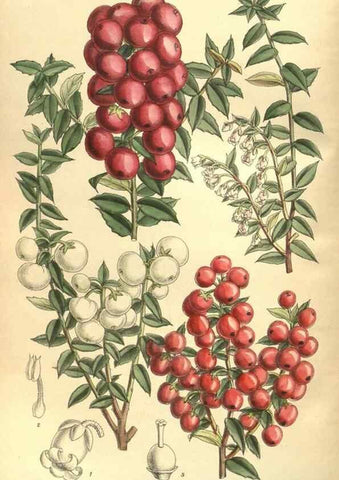 Reproducción/Reproduction 35803506112: Curtis's botanical magazine.. London ; New York [etc.] :Academic Press [etc.]