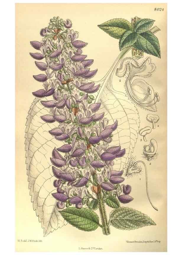 Reproducción/Reproduction 35585251190: Curtis's botanical magazine.. London ; New York [etc.] :Academic Press [etc.]
