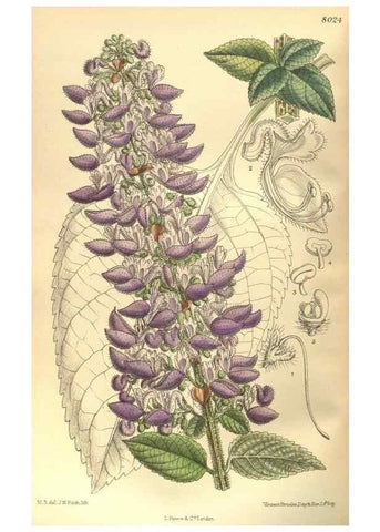 Reproducción/Reproduction 35585251190: Curtis's botanical magazine.. London ; New York [etc.] :Academic Press [etc.]