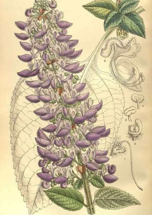 Reproducción/Reproduction 35585251190: Curtis's botanical magazine.. London ; New York [etc.] :Academic Press [etc.]