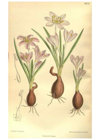 Reproducción/Reproduction 35585252630: Curtis's botanical magazine.. London ; New York [etc.] :Academic Press [etc.]