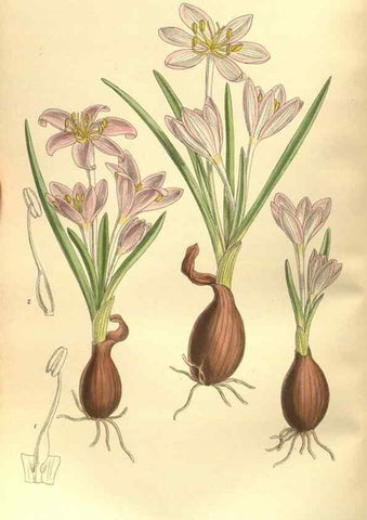 Reproducción/Reproduction 35585252630: Curtis's botanical magazine.. London ; New York [etc.] :Academic Press [etc.]