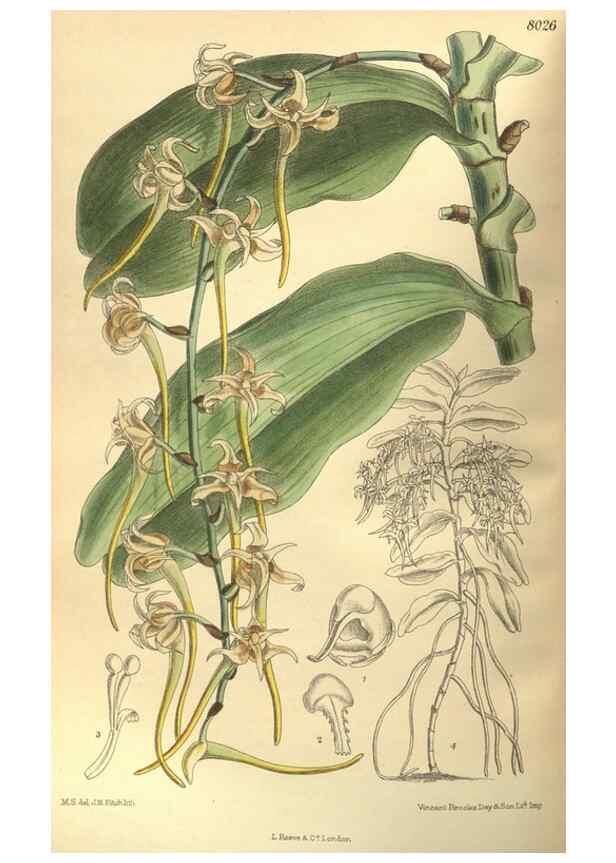 Reproducción/Reproduction 35164193913: Curtis's botanical magazine.. London ; New York [etc.] :Academic Press [etc.]