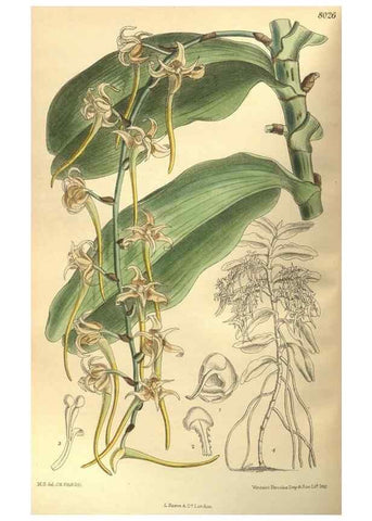Reproducción/Reproduction 35164193913: Curtis's botanical magazine.. London ; New York [etc.] :Academic Press [etc.]