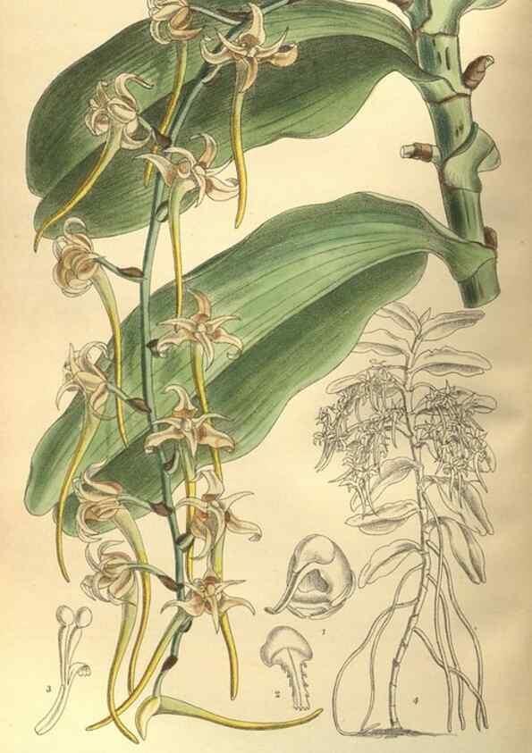 Reproducción/Reproduction 35164193913: Curtis's botanical magazine.. London ; New York [etc.] :Academic Press [etc.]
