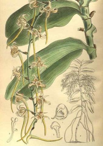 Reproducción/Reproduction 35164193913: Curtis's botanical magazine.. London ; New York [etc.] :Academic Press [etc.]