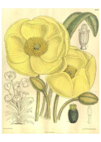Reproducción/Reproduction 35164195263: Curtis's botanical magazine.. London ; New York [etc.] :Academic Press [etc.]