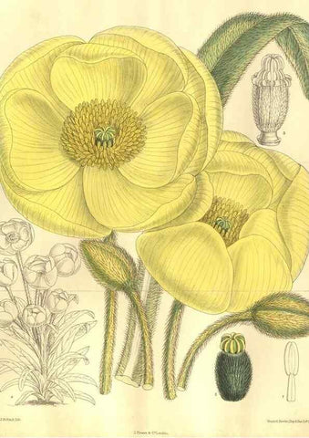 Reproducción/Reproduction 35164195263: Curtis's botanical magazine.. London ; New York [etc.] :Academic Press [etc.]