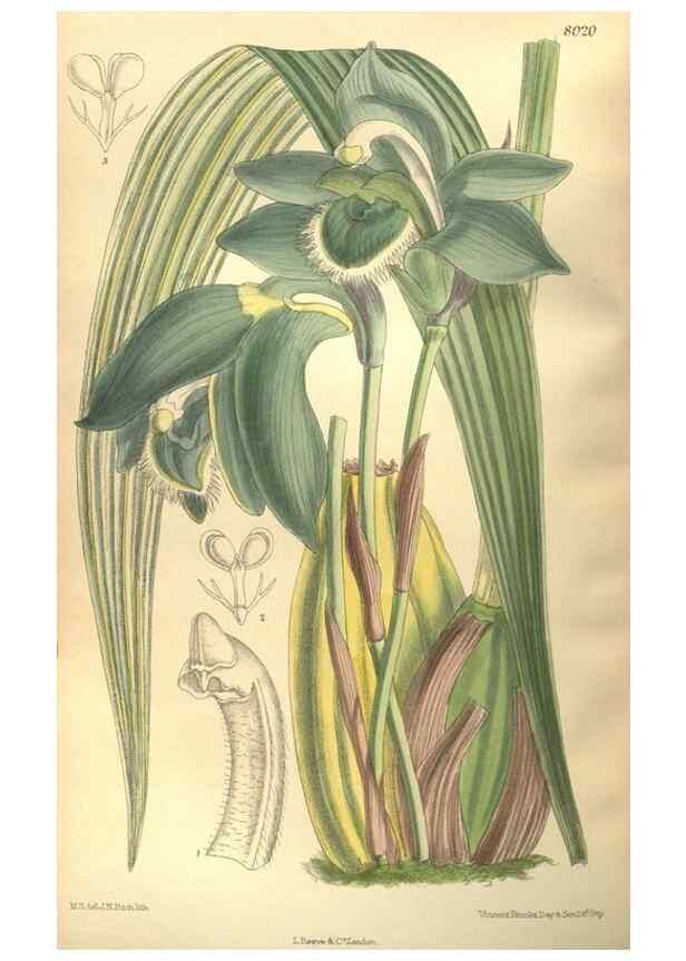 Reproducción/Reproduction 35585243730: Curtis's botanical magazine.. London ; New York [etc.] :Academic Press [etc.]