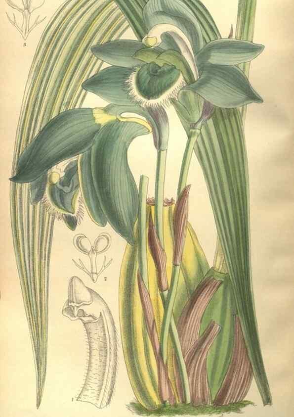 Reproducción/Reproduction 35585243730: Curtis's botanical magazine.. London ; New York [etc.] :Academic Press [etc.]