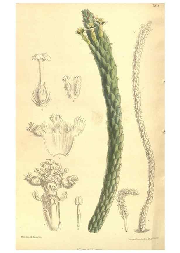 Reproducción/Reproduction 35164050923: Curtis's botanical magazine.. London ; New York [etc.] :Academic Press [etc.]