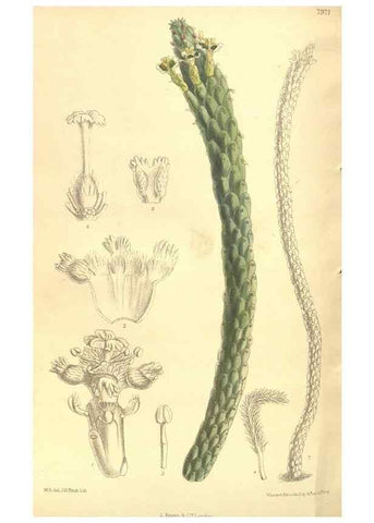 Reproducción/Reproduction 35164050923: Curtis's botanical magazine.. London ; New York [etc.] :Academic Press [etc.]