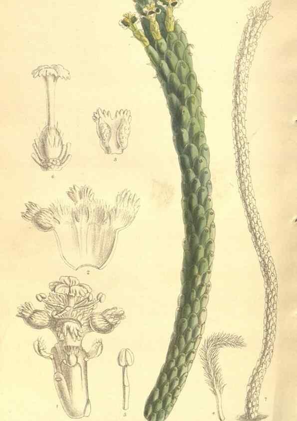 Reproducción/Reproduction 35164050923: Curtis's botanical magazine.. London ; New York [etc.] :Academic Press [etc.]