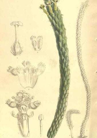 Reproducción/Reproduction 35164050923: Curtis's botanical magazine.. London ; New York [etc.] :Academic Press [etc.]