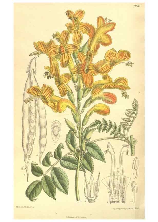 Reproducción/Reproduction 35134216414: Curtis's botanical magazine.. London ; New York [etc.] :Academic Press [etc.]